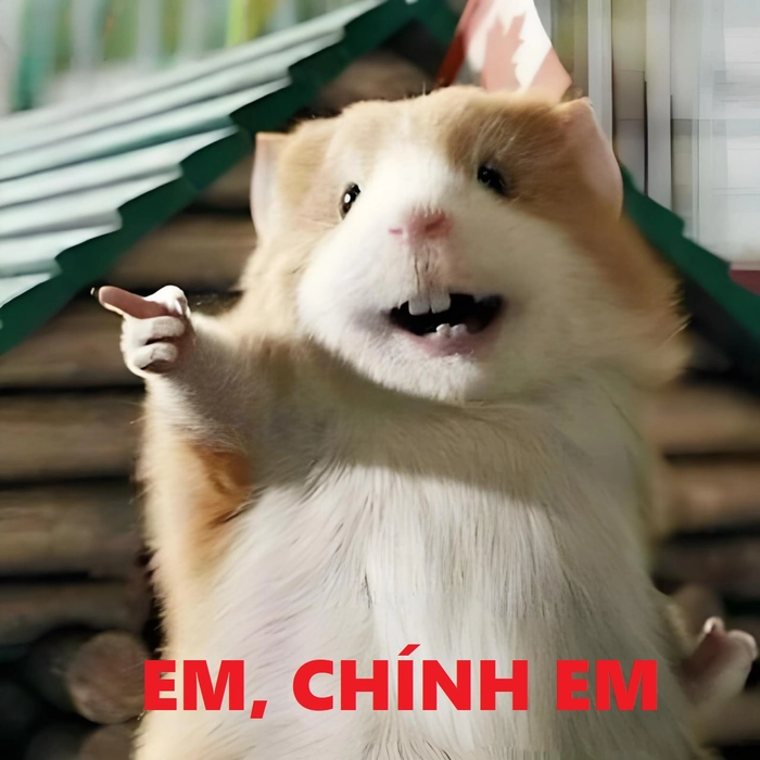 Meme chuột hamster khóc khiến cười xỉu