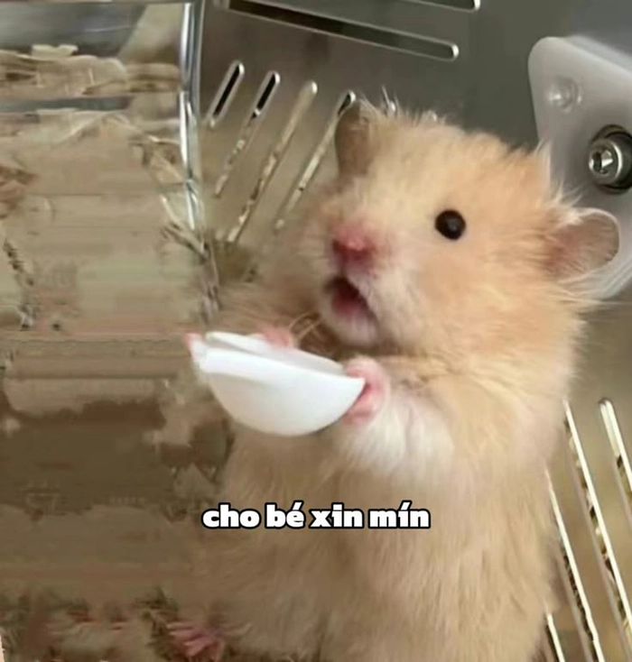 Meme chuột hamster lém lỉnh bá đạo