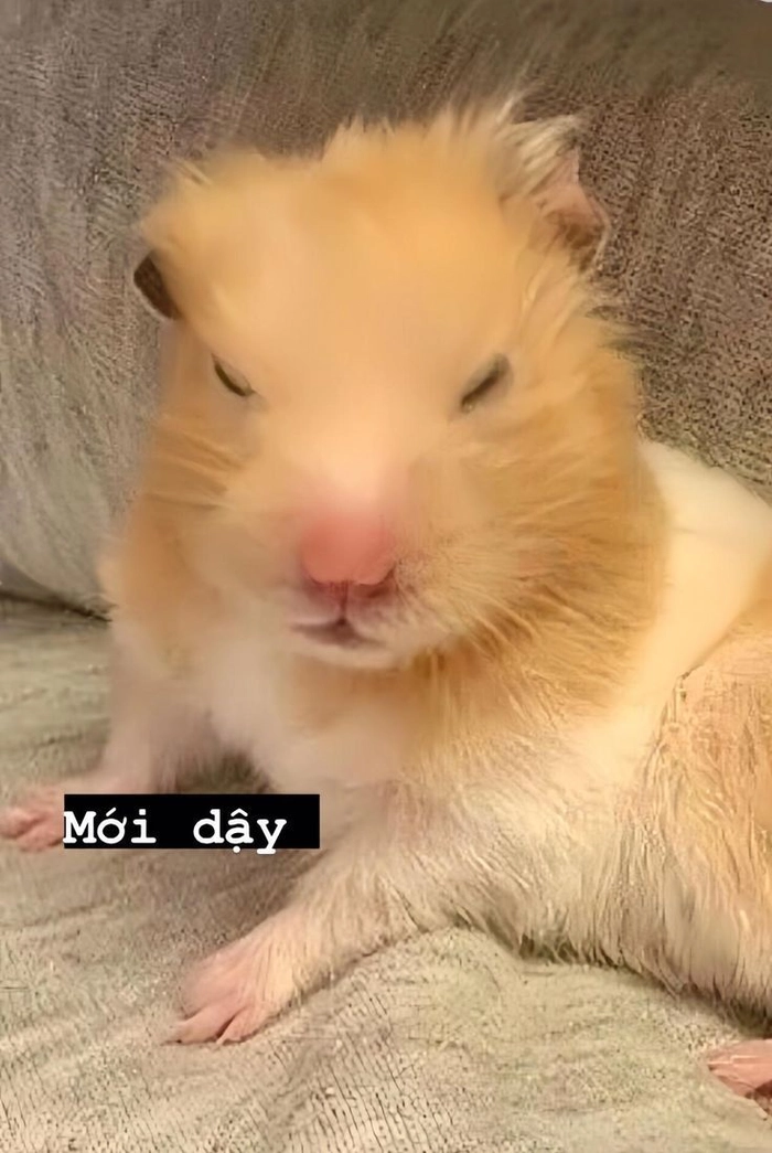 Meme chuột hamster ngây ngô vui nhộn