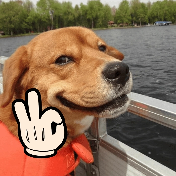 Meme con chó like tinh nghịch dễ thương