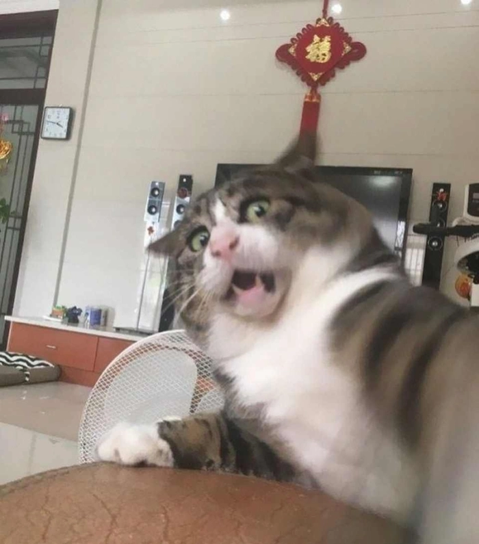 Meme con mèo sợ hãi chế vui