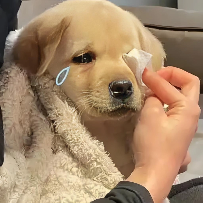 Meme đáng yêu cưng muốn xỉu