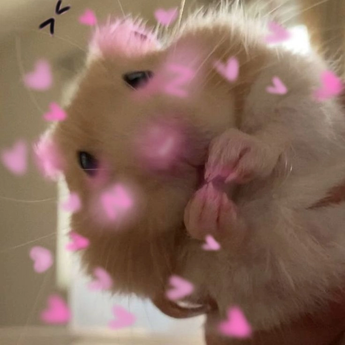 Meme hamster cầm thánh giá bá đạo