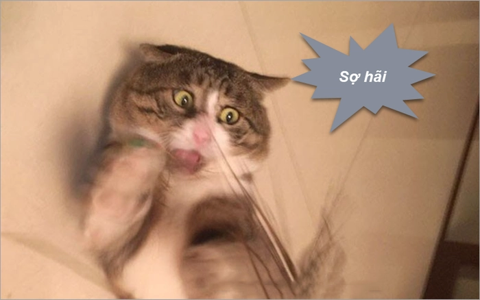 Meme mèo sợ hãi lan truyền