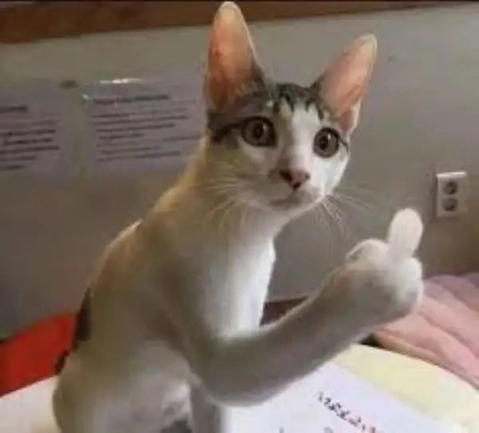 Meme ngón giữa lầy lội