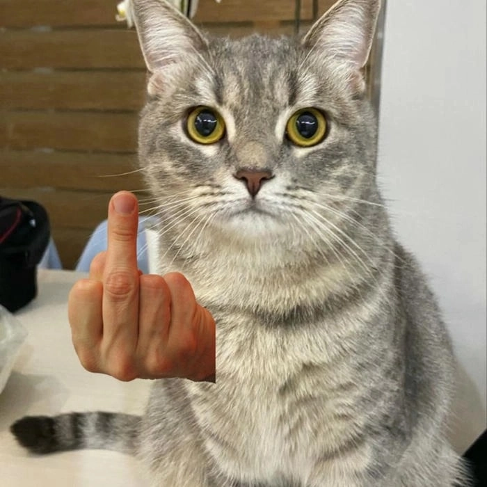 Meme ngón tay giữa chất ngầu