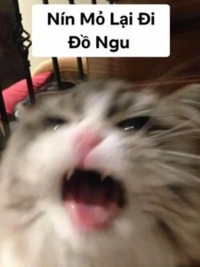 Meme nín mỏ đáng yêu lầy lội