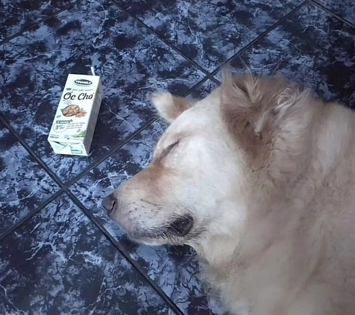 Meme óc chó bá đạo