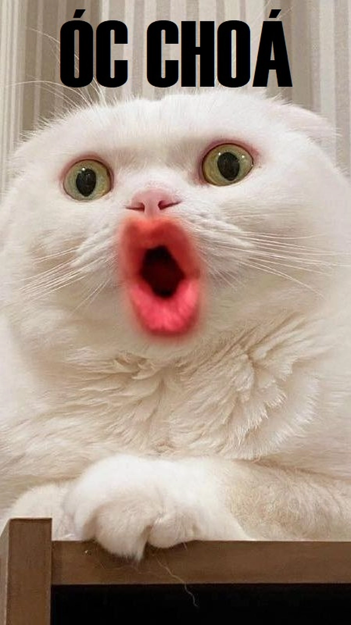 Meme óc chó cười xỉu