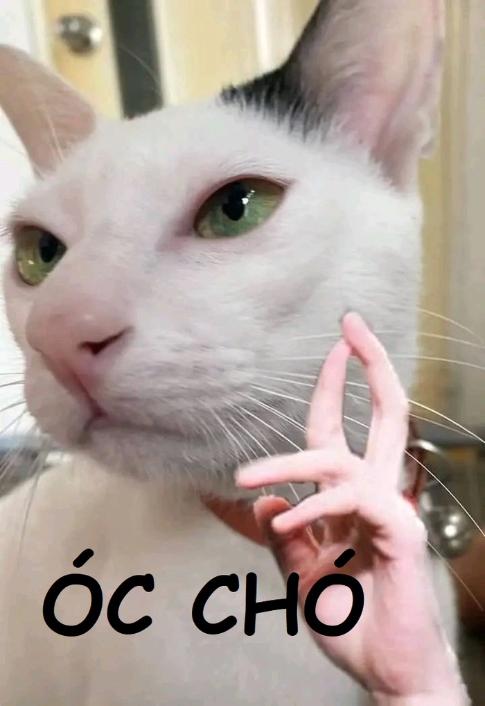 Meme óc chó hài bựa