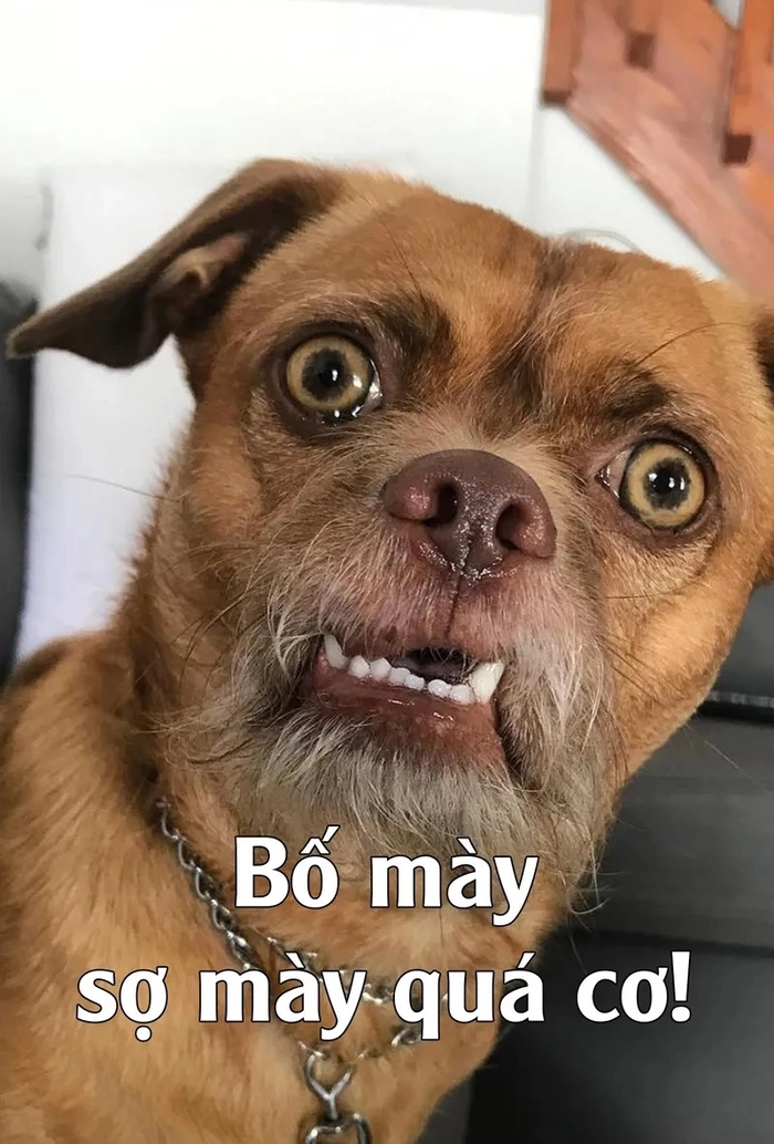 Meme sợ hãi các thứ bá đạo