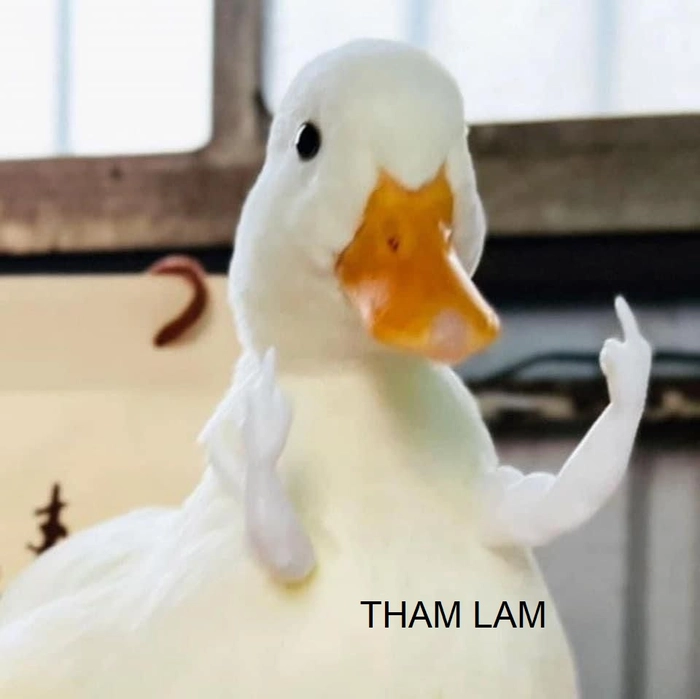 Meme tham lam vui nhộn cực chất