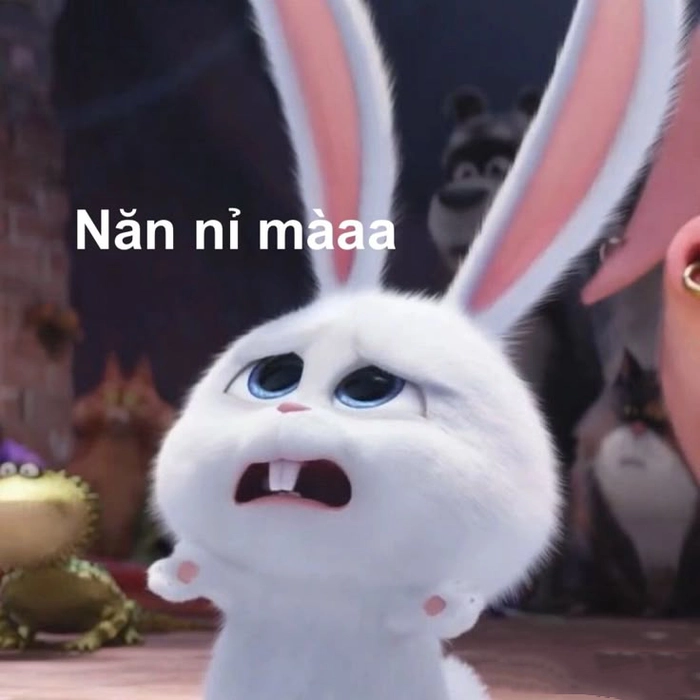 Meme thỏ Snowball ngộ nghĩnh hài hước