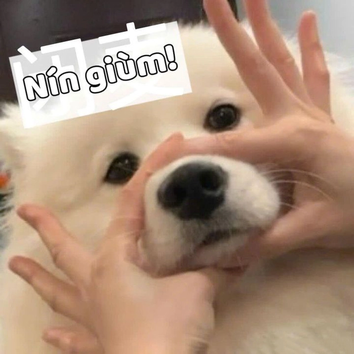 Nín meme hài ngắn gọn bá đạo