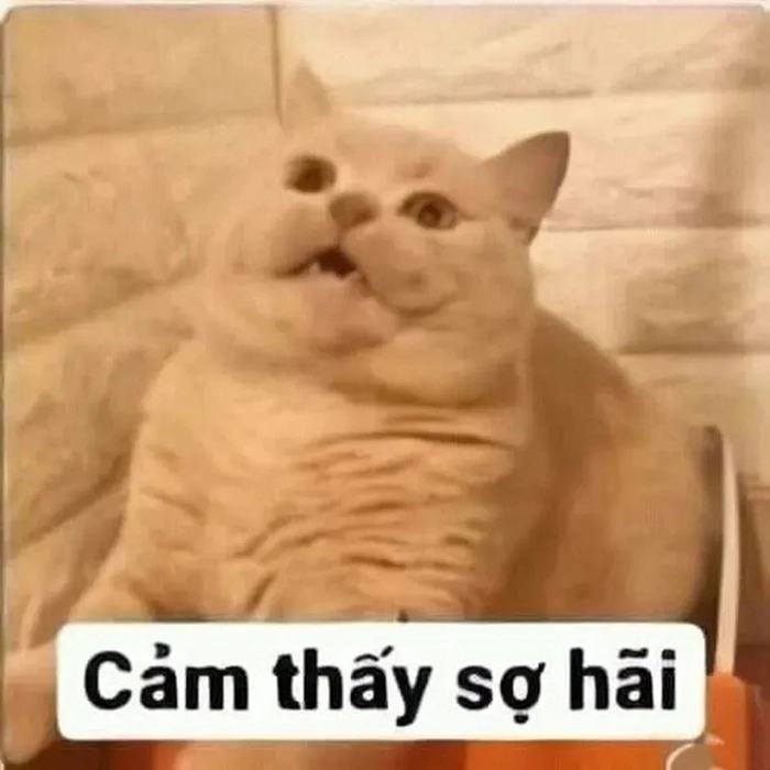 Sợ hãi các thứ meme siêu chất