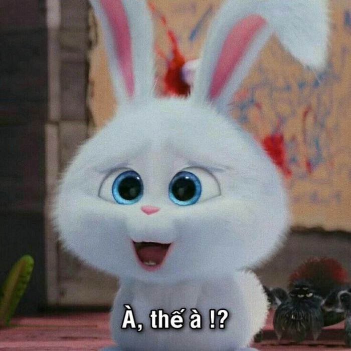 Thỏ Snowball cute nhí nhảnh đáng yêu