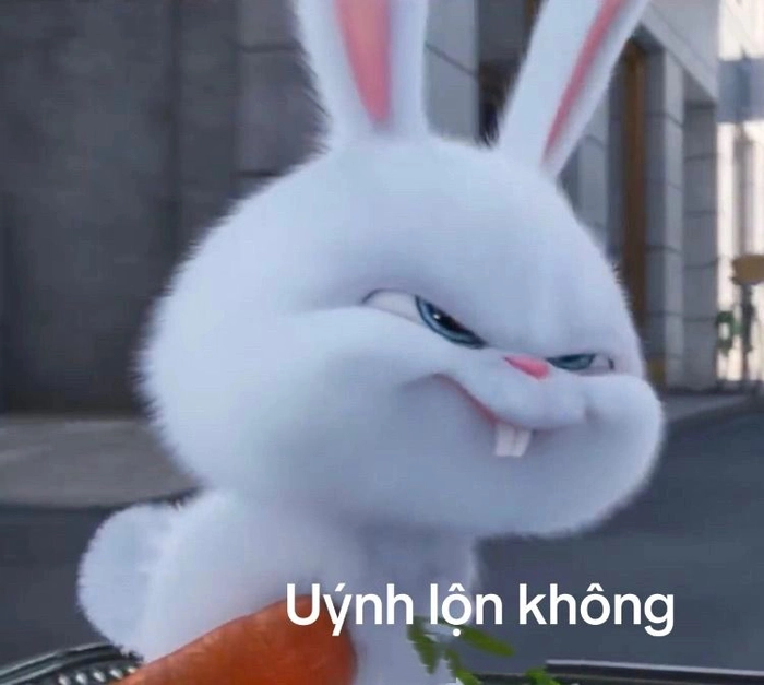 Thỏ Snowball cute siêu ngộ nghĩnh