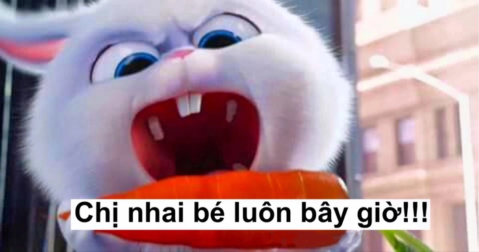 Thỏ Snowball meme cười bể bụng