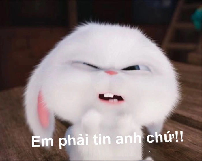 Thỏ Snowball tức giận bá đạo