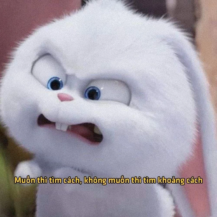 Thỏ Snowball tức giận cực lầy