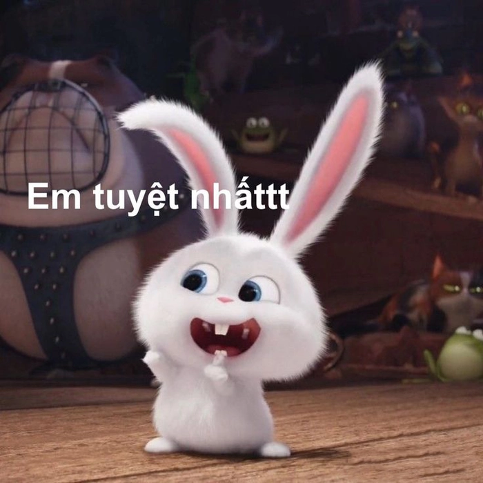 Thỏ Snowball tức giận khó đỡ