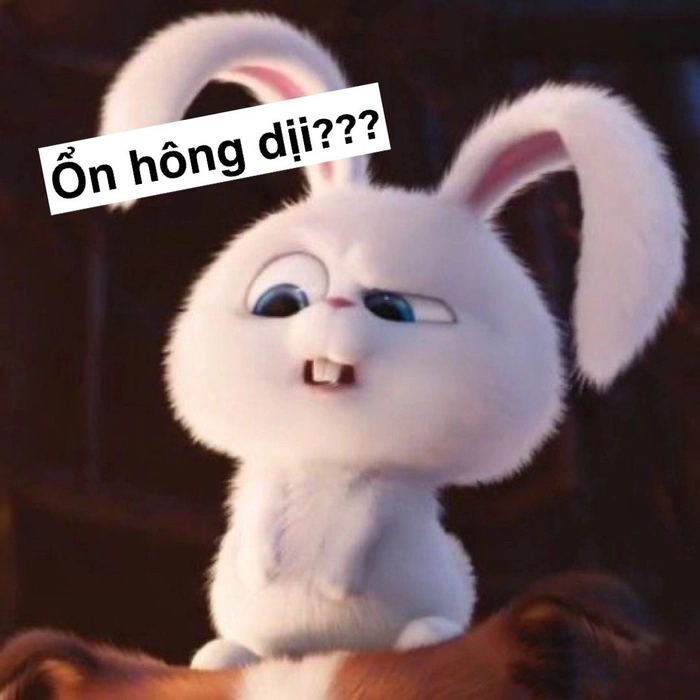 Thỏ Snowball tức giận nhưng đáng yêu