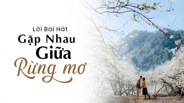 lời bài hát gặp nhau giữa rừng mơ