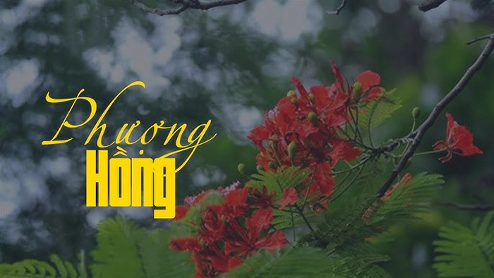 lời bài hát phượng hồng