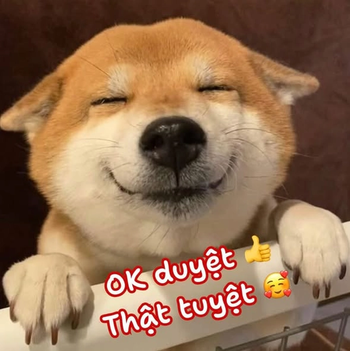 Ảnh meme chó biểu cảm ok