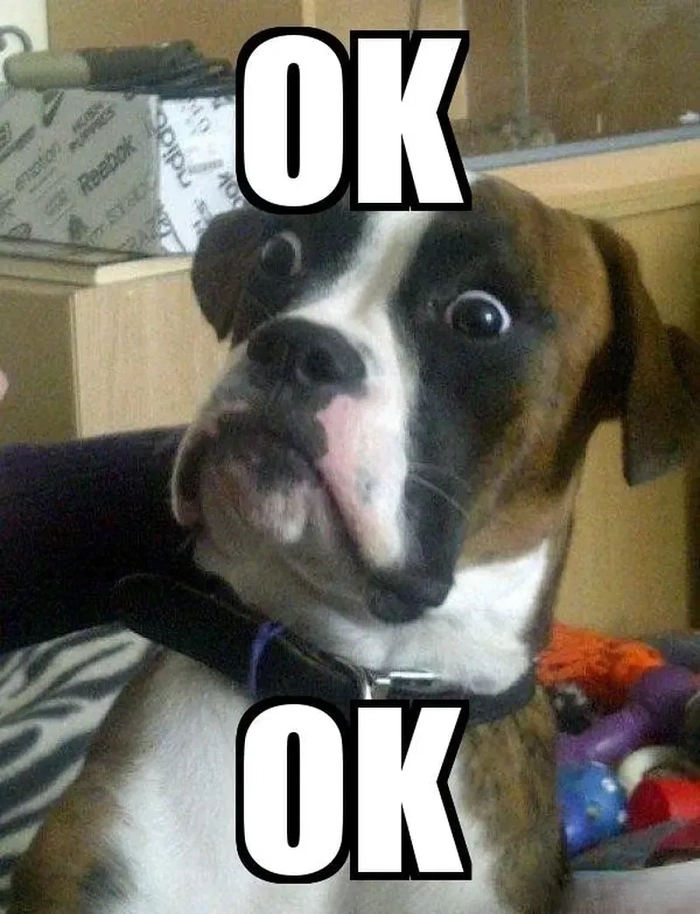 Hình ảnh chó đồng ý dễ thương