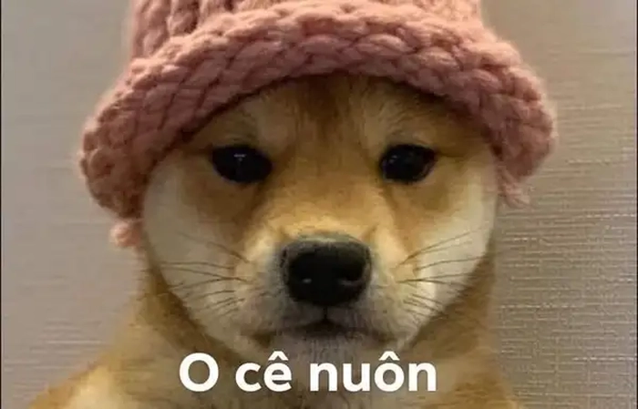 Hình ảnh chó gật đầu đồng ý