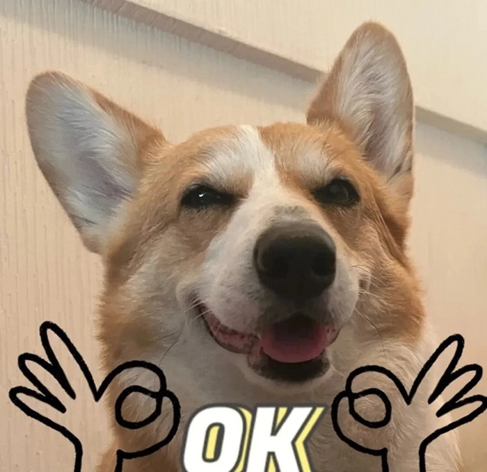 Meme chó phản hồi tin nhắn vui vẻ