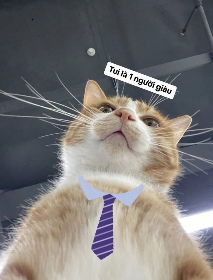 Meme mèo mặc vest comment là hợp