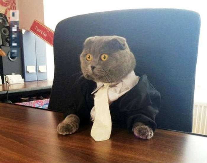 Meme mèo mặc vest hài đúng ngữ cảnh