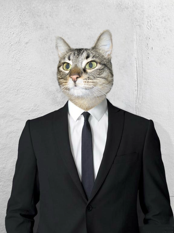 Meme mèo mặc vest lịch sự mà hài