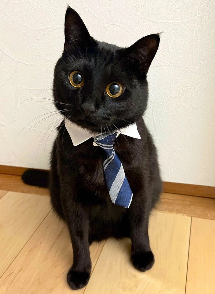 Meme mèo mặc vest nhìn là muốn lưu