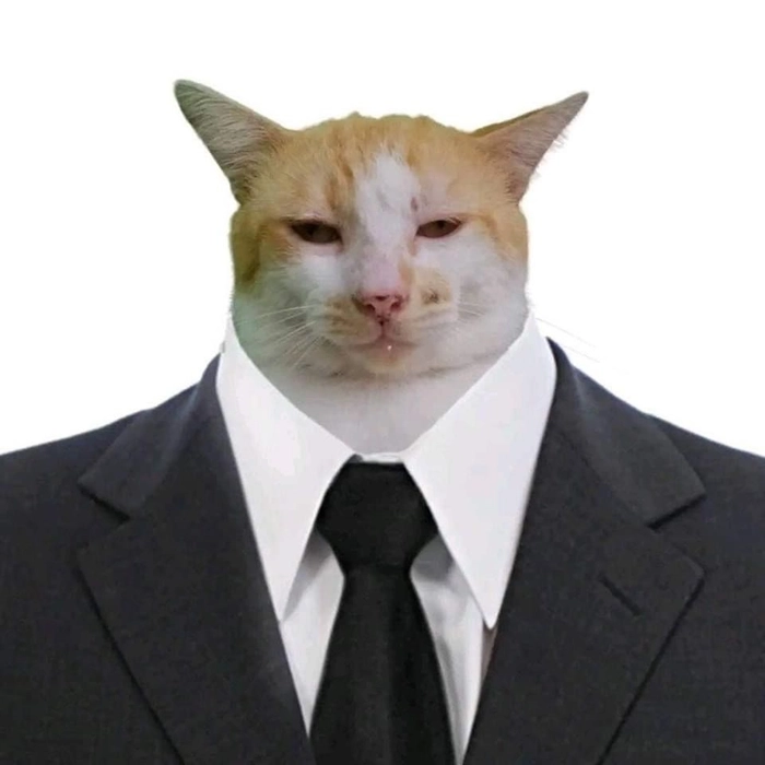 Mèo mặc vest meme cà khịa nhẹ nhàng