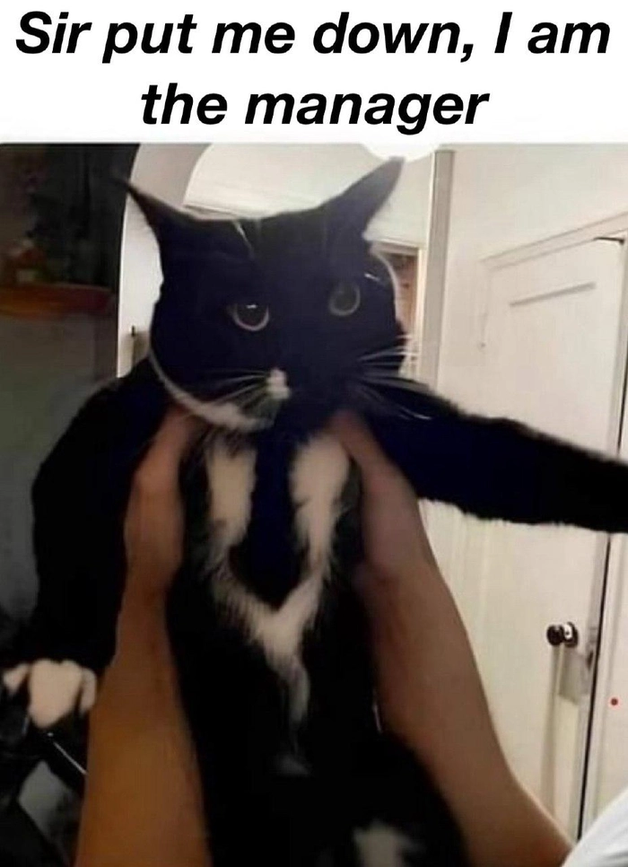 Mèo mặc vest meme nhìn là muốn cười