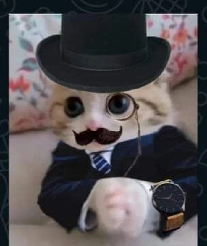 Mèo mặc vest meme phong cách chỉnh chu