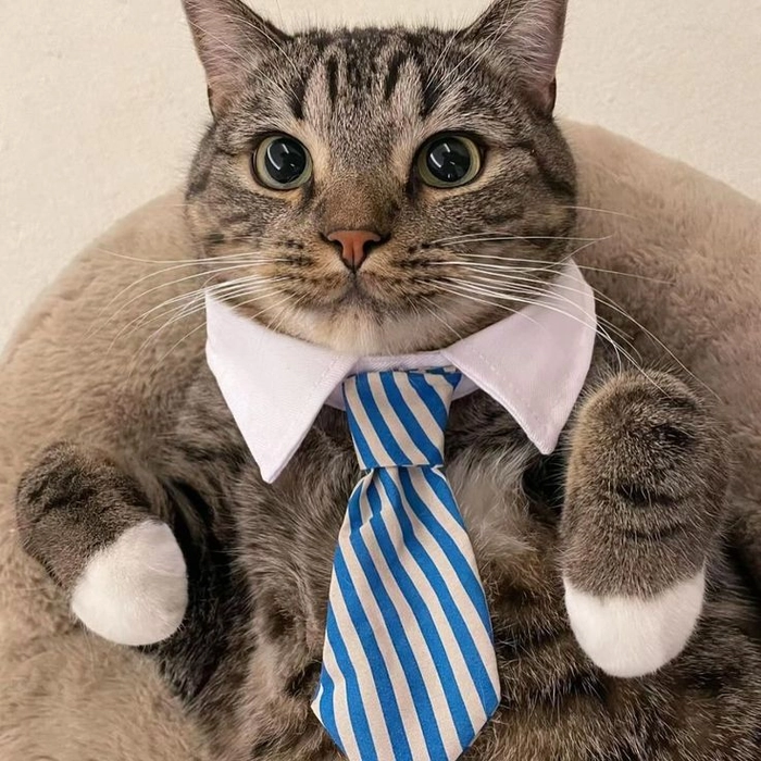 Mèo mặc vest meme phong thái nghiêm túc