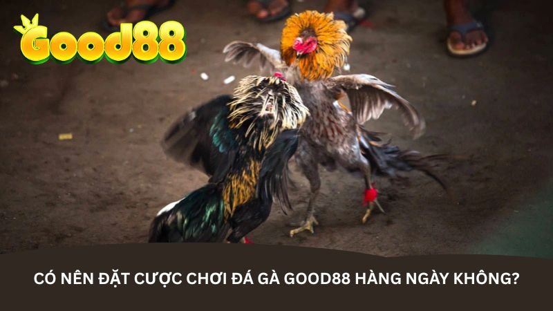 Có nên đặt cược chơi đá gà Good88 hàng ngày không?
