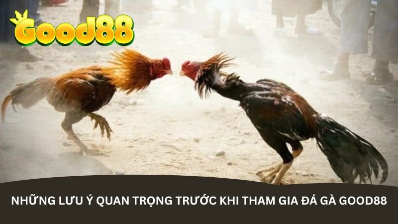 Những lưu ý quan trọng trước khi tham gia Đá gà Good88