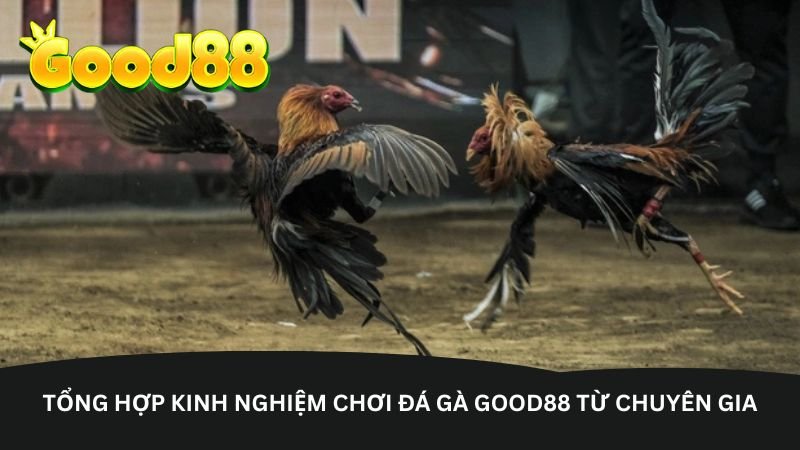 Tổng hợp kinh nghiệm chơi Đá gà Good88 từ chuyên gia