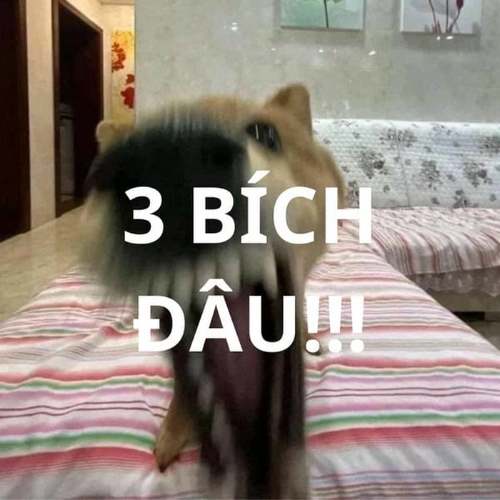 Ảnh 3 bích meme mang màu sắc giải trí