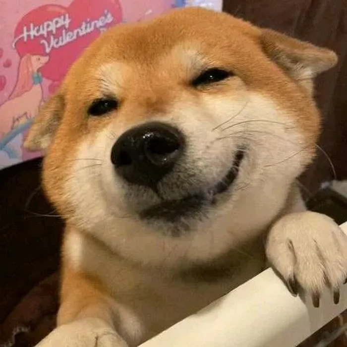 Ảnh chó meme vô tri cho ngày chỉ muốn đứng yên