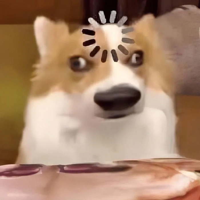 Ảnh chó meme vô tri mang cảm giác lơ đãng