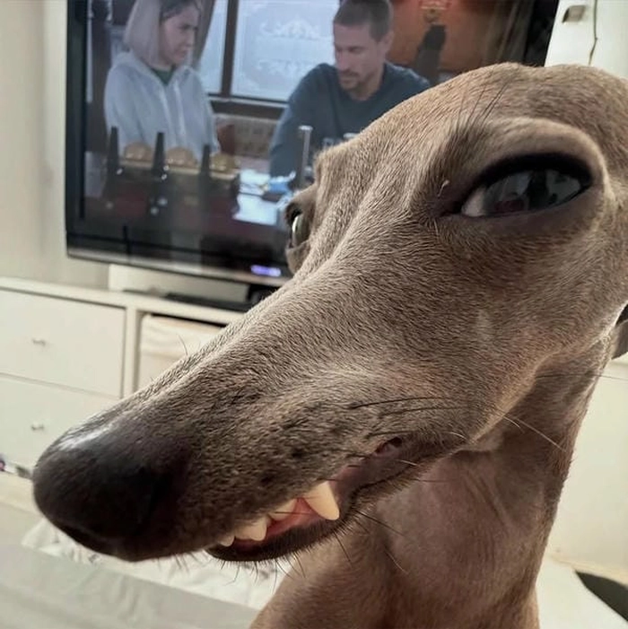 Ảnh chó meme vô tri mang vibe im lặng cho qua