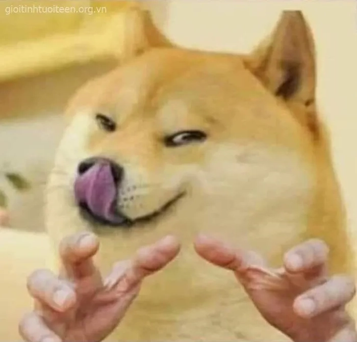 Ảnh chó meme vô tri nhìn là hiểu tâm trạng