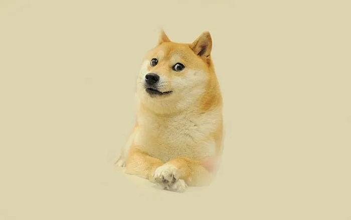 Ảnh chó meme vô tri nhìn là thấy hết năng lượng