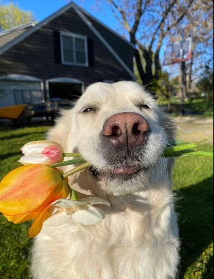 Ảnh chó ngậm hoa mang cảm giác mềm lòng